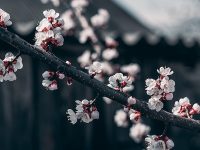 Kata-Kata tentang Bunga - Bunga Sakura