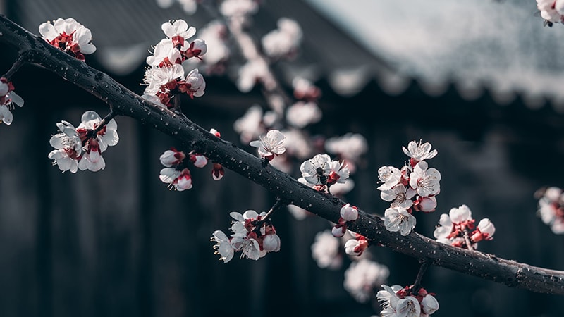 Kata-Kata tentang Bunga - Bunga Sakura