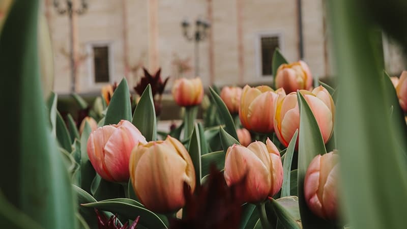 Kata-Kata Mutiara tentang Bunga - Bunga Tulip