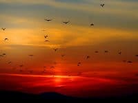 Kata-Kata Bijak Mutiara Senja - Matahari Terbenam dan Burung