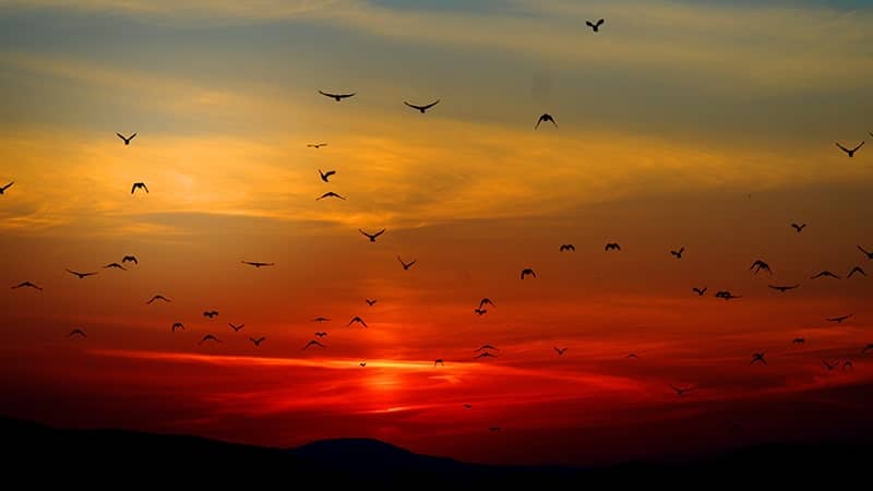 Kata-Kata Bijak Mutiara Senja - Matahari Terbenam dan Burung