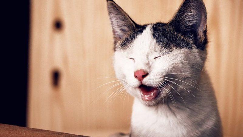 Kata-Kata Bijak Lucu tentang Kehidupan - Kucing