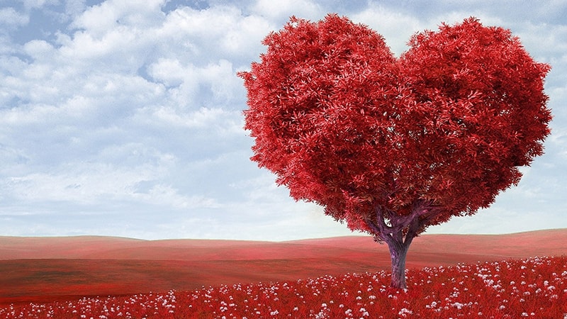 Kata-Kata Mutiara Cinta Islami untuk Kekasih - Pohon Hati