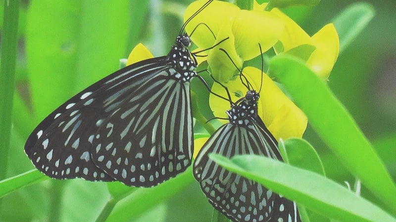 Sepasang Kupu-kupu