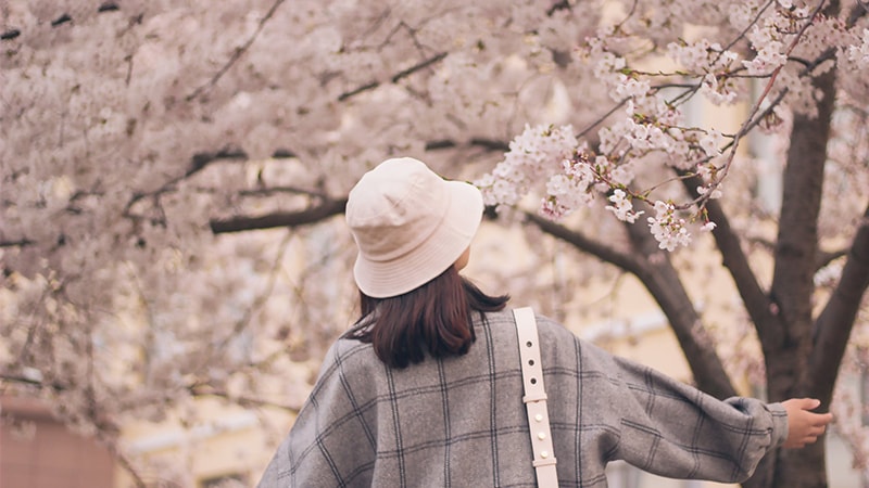 Kata-Kata Bijak Bahasa Inggris Singkat - Di bawah Pohon Sakura