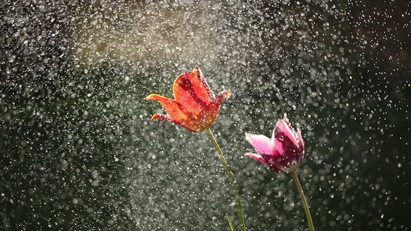 Kata-Kata Bijak Mutiara tentang Hujan - Bunga