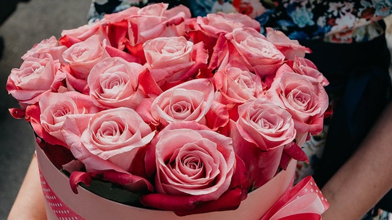 Kata-Kata Bunga Mawar - Mawar Pink