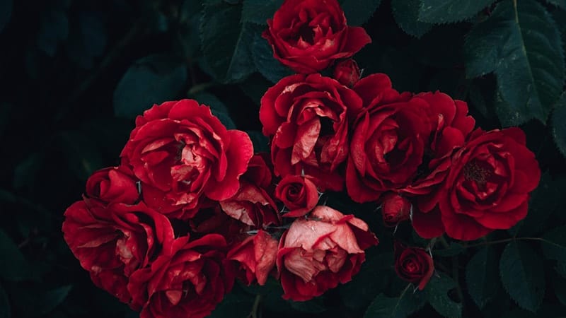 15 Kata Kata Tentang Bunga Mawar Yang Indah Dan Bermakna Poskata