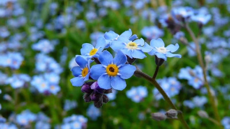 Forget Me Not