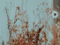Kata-Kata Cinta Bahasa Inggris Sedih - Bunga dan Rumput Kering
