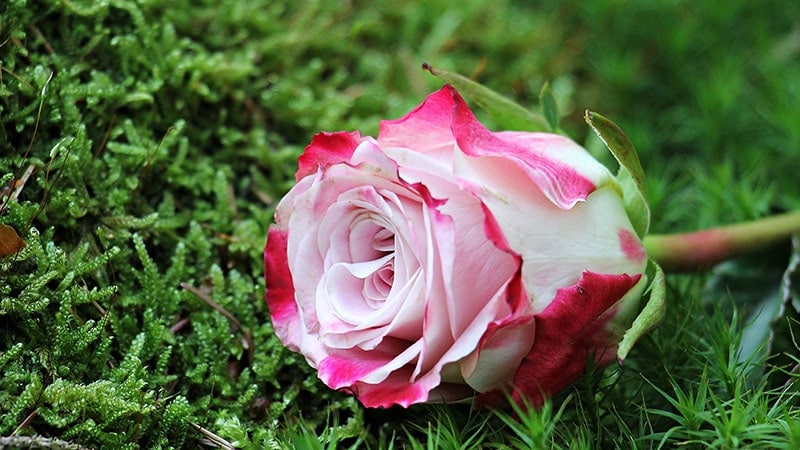 Kata-Kata Cinta Sederhana tapi Bermakna - Bunga Mawar