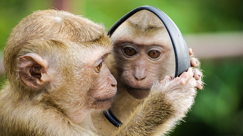 Monyet Bercermin
