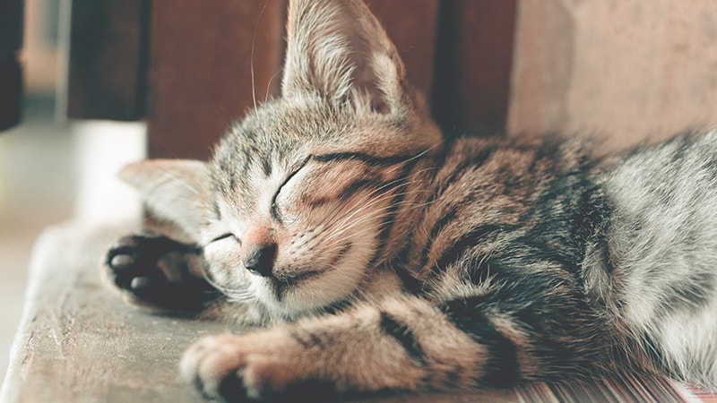 Ucapan Selamat Malam Tidur Islami - Kucing Tidur