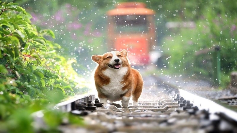 Kutipan Lucu Hujan - Anjing Main Hujan