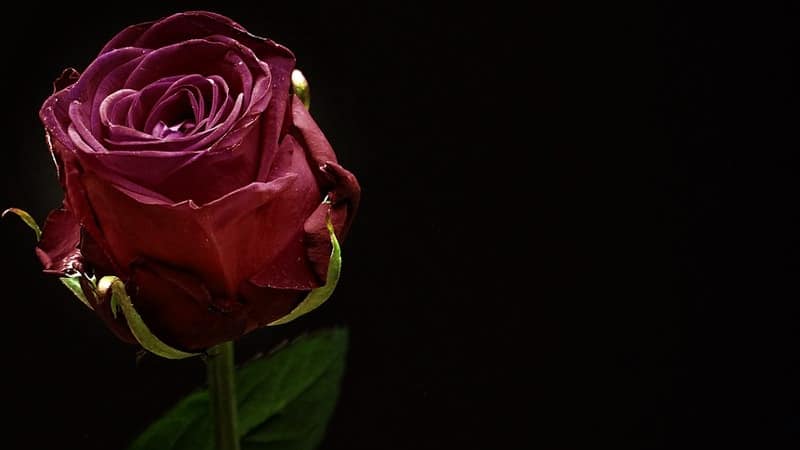 Quotes Jangan Terlalu Berharap - Bunga Mawar