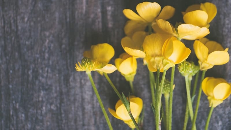 Ucapan Selamat Hari Minggu - Bunga Buttercup