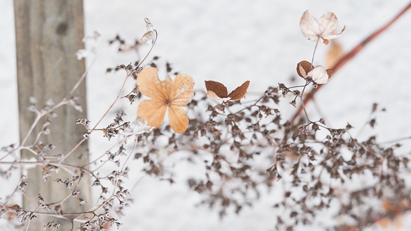 Kata-Kata Galau Bijak - Bunga di Musim Salju