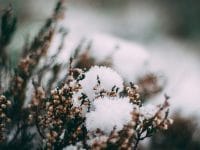 Kata-Kata Sedih Kehidupan - Tumbuhan di Musim Salju