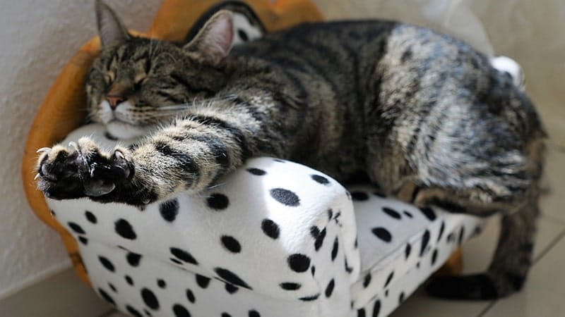 Kata-Kata Lucu buat Status FB - Kucing Tidur