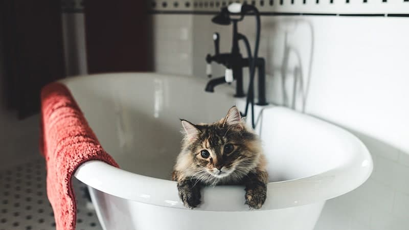 Kucing Bathtub