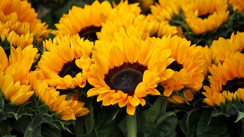 Kata-Kata Bunga Matahari - Bunga Matahari Cantik