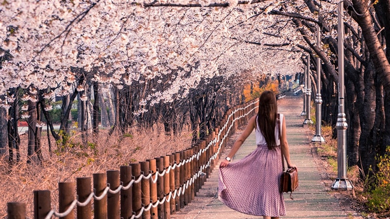 Di bawah Cherry Blossom