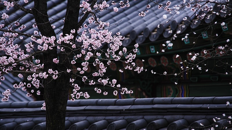 Quotes Drama Korea tentang Kehidupan - Cherry Blossoms