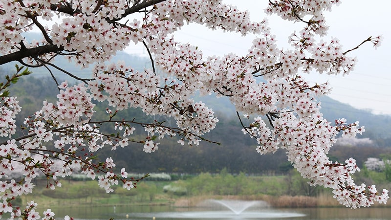 Kata Bijak Bahasa Korea - Cherry Blossoms