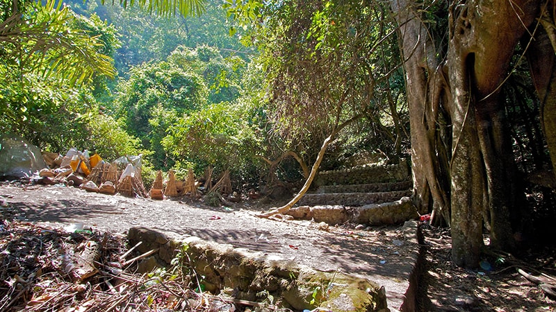 Asal Mula Desa Trunyan - Pohon Taru Menyan