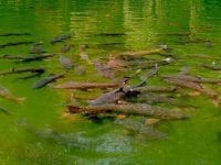 Legenda Ikan Sakti Sungai Janiah - Sekumpulan Ikan