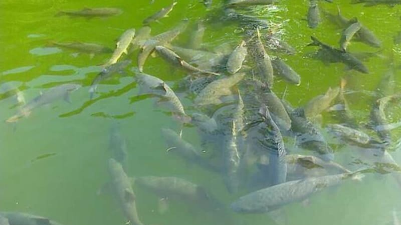 Legenda Ikan Sakti Sungai Janiah - Ikan Berkumpul