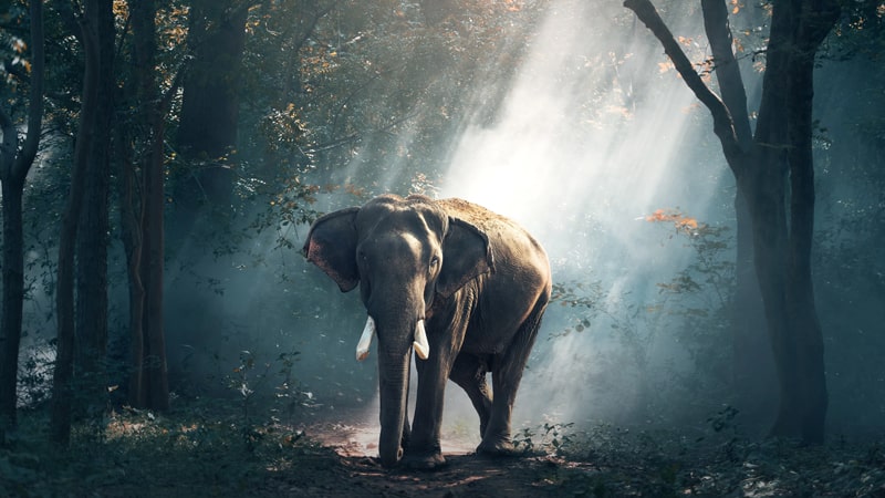Cerita Kancil dan Gajah - Gajah