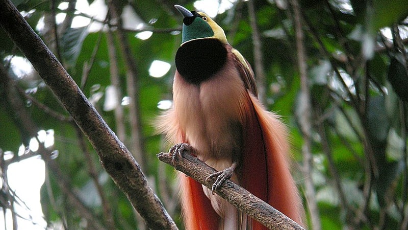 Asal Usul Burung Cendrawasih - Birds of Paradise