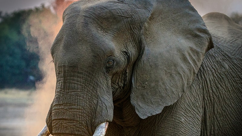 Cerita Gajah dan Semut - Gajah Close Up
