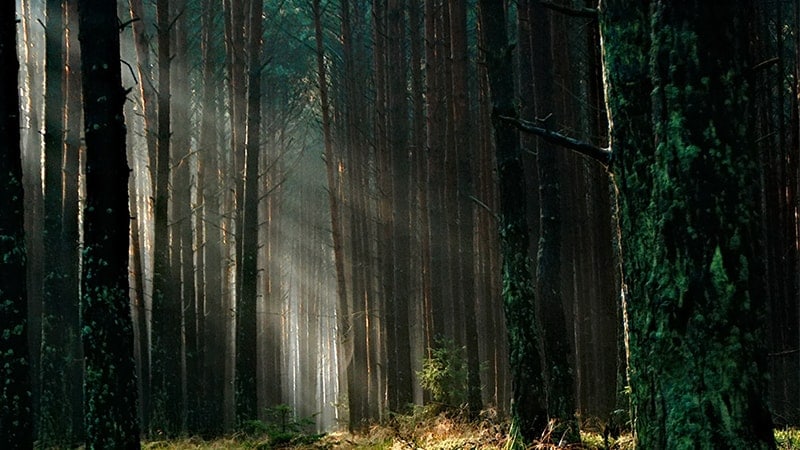 Hutan