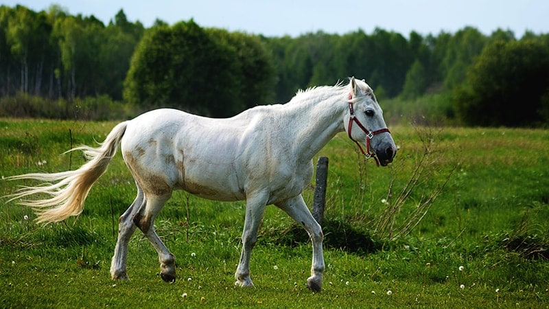Legenda Nenek Luhu - Kuda Putih