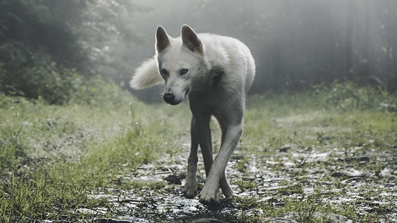 Cerita Fabel Serigala yang Baik Hati - Serigala Berjalan Limbung