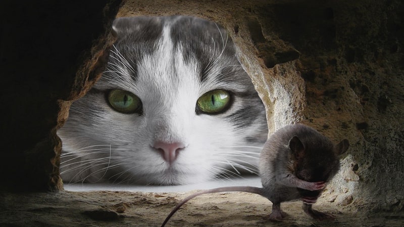 Cerita Fabel Kucing dan Tikus - Kucing dan Tikus
