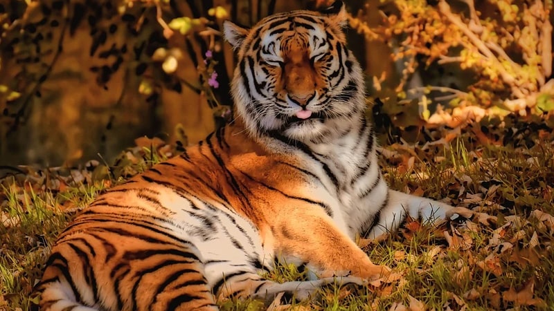Dongeng Harimau dan Kucing - Macan Loreng