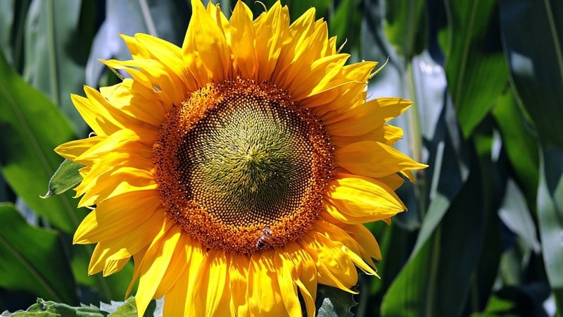 Cerita Legenda Bunga Matahari - Mahkota Bunga Matahari