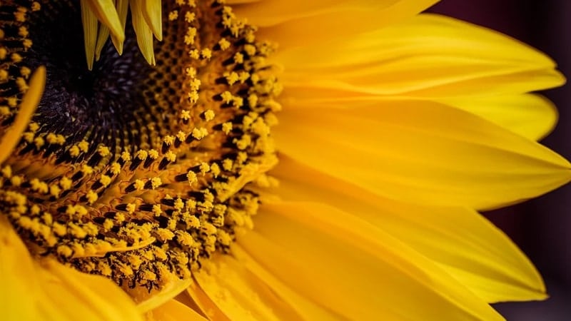 Legenda Sun Flower - Bunga Matahari dari Dekat