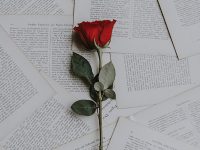 Kata-Kata Pengagum Rahasia - Bunga Mawar