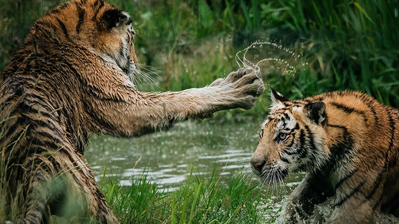 Kata-Kata Suami Kasar - Harimau Berkelahi