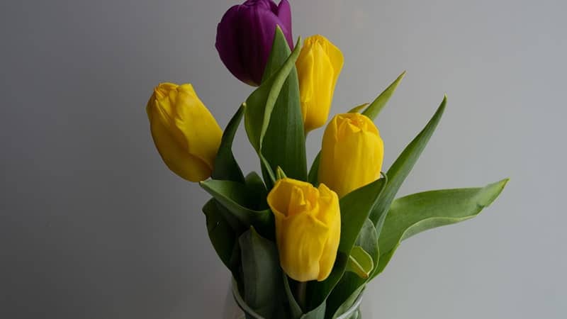 Kata-Kata Hari Kamis - Bunga Tulip