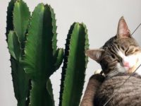 Kata Mutiara Sudan Kahuripan - Kucing dan Kaktus