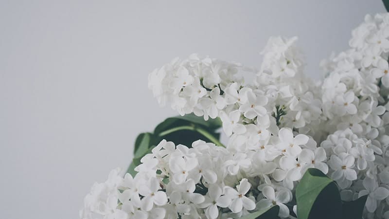 Bunga Putih