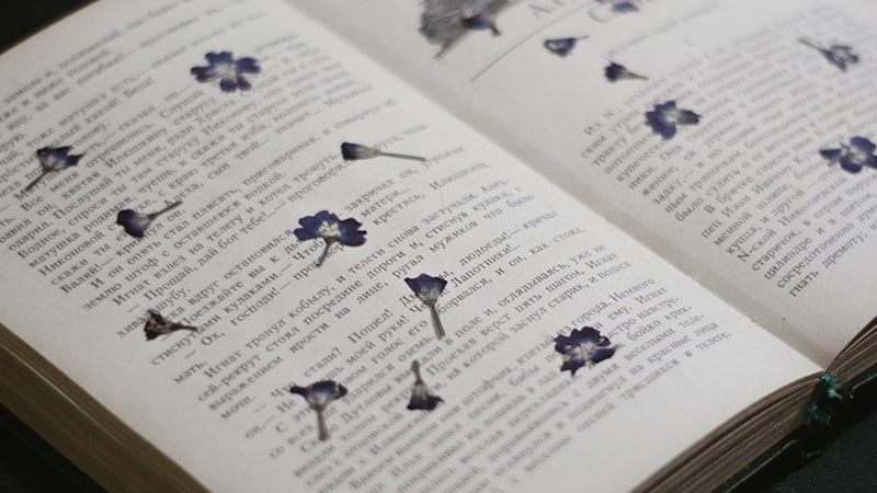 Cerita Bunga Paling Berharga - Bunga Kering Di Dalam Buku