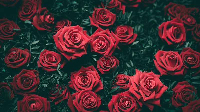 Kata-Kata Bahagia Setelah Tunangan - Kebun Bunga Mawar