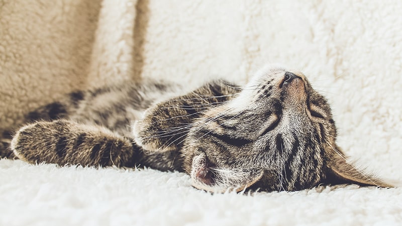 Kata-Kata Capek Badan - Kucing Tidur