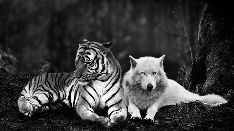 Dongeng Harimau dan Serigala - Harimau dan Serigala